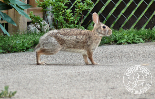 wild bunny rabbit standing tiptoe leanne wildermuth