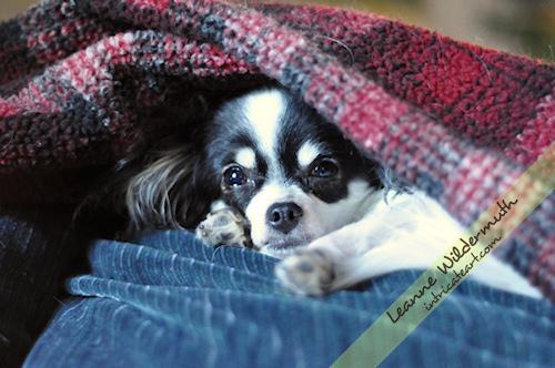 chiapoo pet photography by Leanne Wildermuth