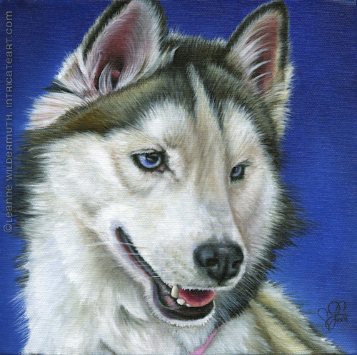 custom dog portrait silver siberian huskey original oil painting leanne wildermuth