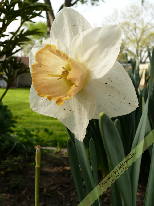 daffodil photo by Leanne Wildermuth