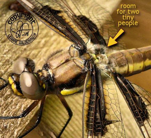 dragonfly macro leanne wildermuth