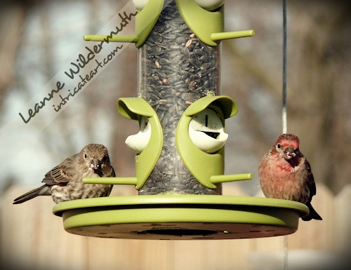 House finch couple photo by Leanne Wildermuth