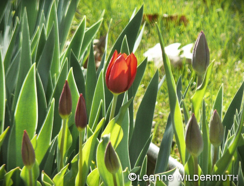 first red tulip bloom copyright leanne wildermuth' class=