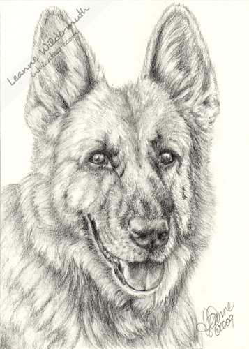 german shepherd dog portrait drawing by Leanne Wildermuth