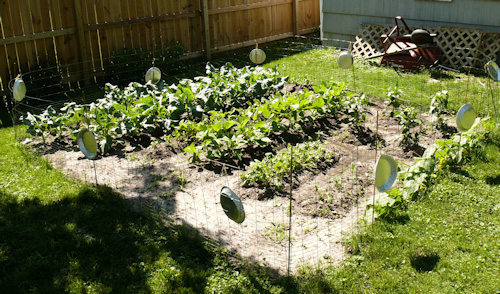 vegetable garden after 41 days