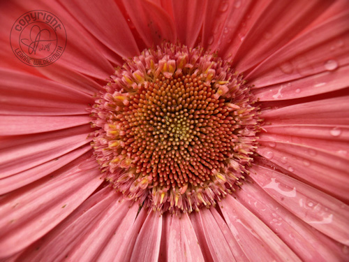 gerbera daisy macro flower photo leanne wildermuth