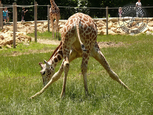 giraffe splits photo leanne wildermuth