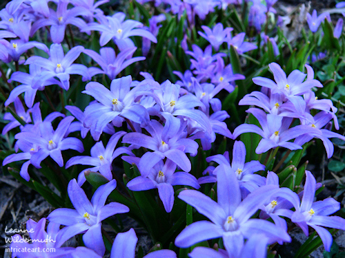 Glory of the Snow small blue star flowers early spring 