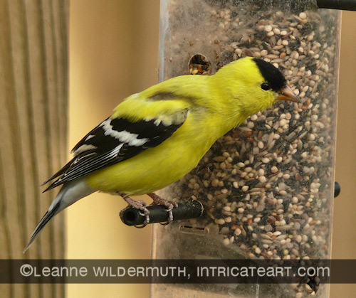 american goldfinch detail photograph leanne wildermuth' class=