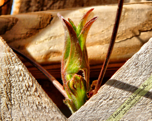 clematis vine growth bud photo by Leanne Wildermuth