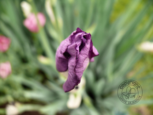 iris bud blooming purple flower macro