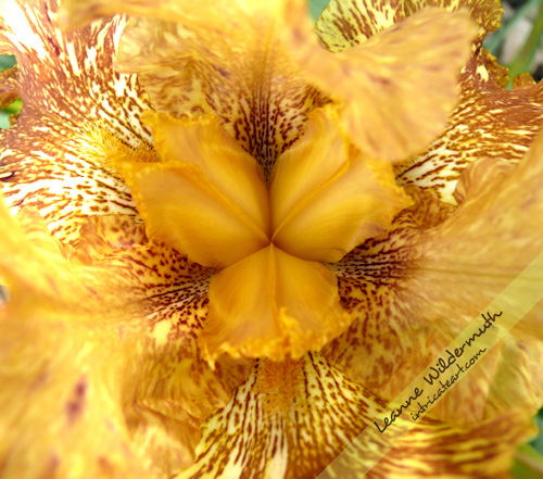 Iris kaleidoscope tiger honey batik photo by Leanne Wildermuth