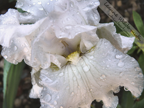 white bearded iris wet photo Leanne Wildermuth