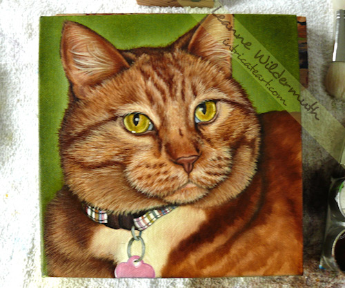 kona orange tabby cat painting work in progress 11