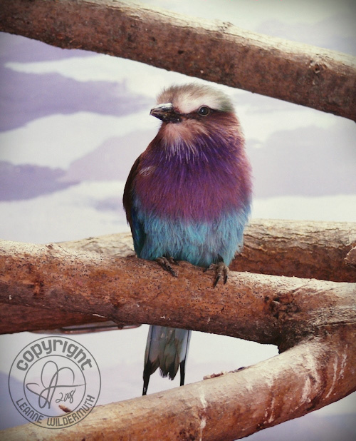 lilac breasted roller bird portrait photo leanne wildermuth