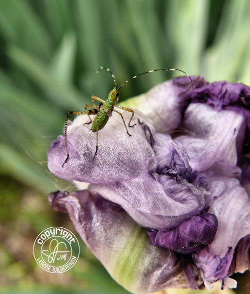 little green bug on iris leanne wildermuth