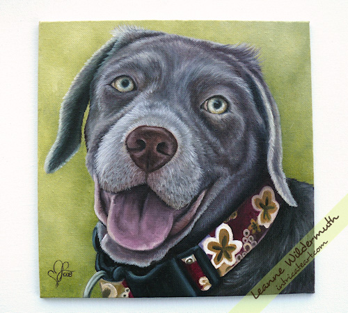 Lola silver lab puppy dog portrait painting by Leanne Wildermuth