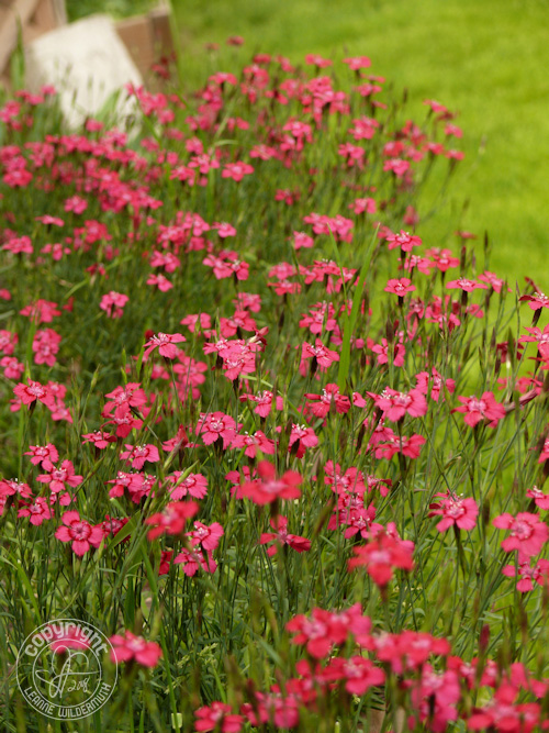 maiden pinks flowers leanne wildermuth