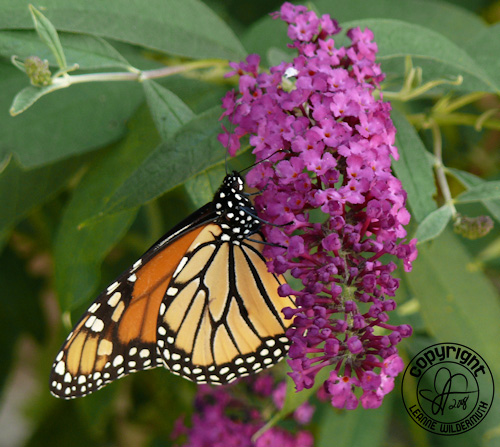 monarch butterfly bush photo leanne wildermuth