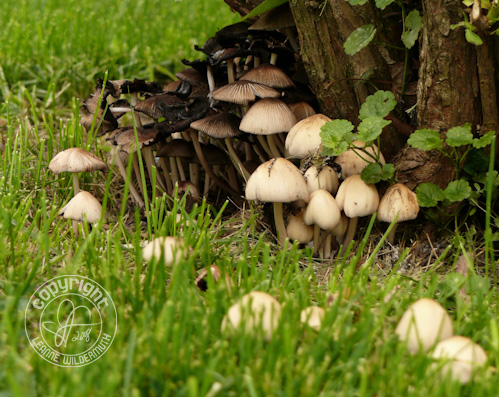 wild mushrooms leanne wildermuth