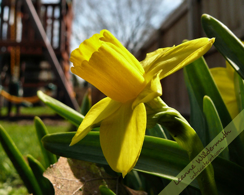 narcissi miniature daffodil photo by Leanne Wildermuth