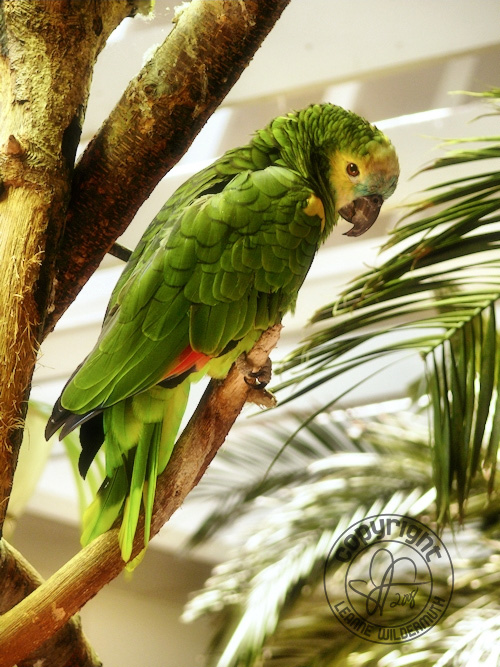 niabi zoo parrot leanne wildermuth