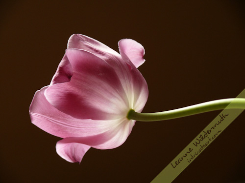 pink tulip backlit by Leanne Wildermuth