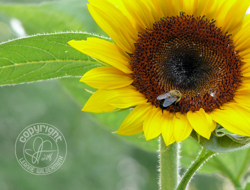 giant sunflower bumblebee photo leanne wildermuth