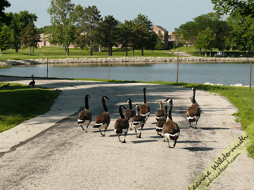 canadian geese clan photo by Leanne Wildermuth