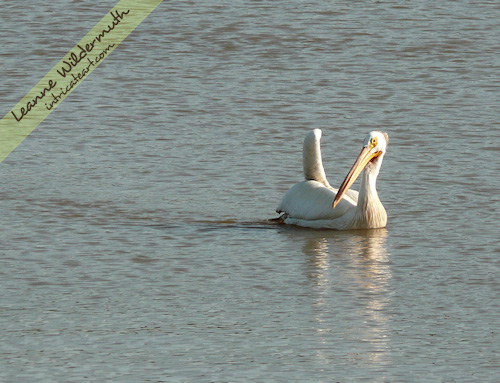 white pelican 5 photo by Leanne Wildermuth