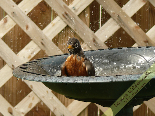 red breasted robin bath photo by Leanne Wildermuth