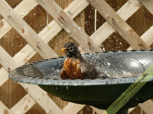 red breasted robin bath photo by Leanne Wildermuth