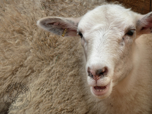 sheep baa photo leanne wildermuth