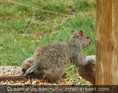 squirrel no tail injured rat tail leanne wildermuth' class=