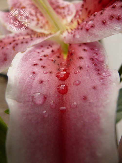 stargazer lily petal water drops tongue
