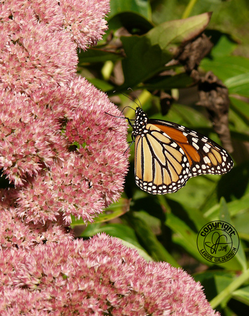 stonecrop sedum monarch butterfly leanne wildermuth