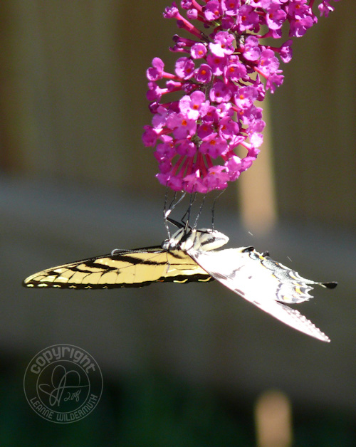 western tiger swallowtail butterfly photo 3 leanne wildermuth