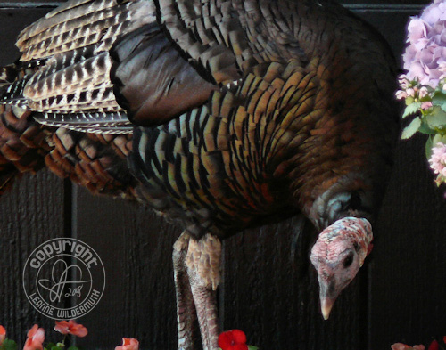 wild turkey close up photo leanne wildermuth