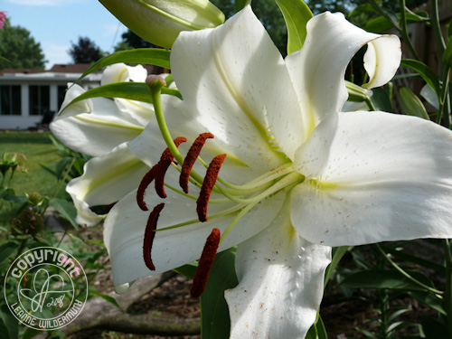 white oriental lily fragrant leanne wildermuth