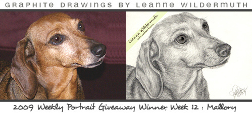 Dachshund dog portrait pencil by Leanne Wildermuth