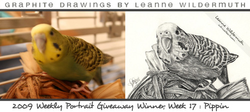 budgie parakeet custom bird portrait drawing by Leanne Wildermuth