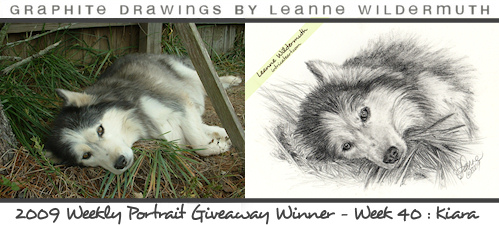 Custom dog portrait graphite pencil Siberian Husky drawing by Leanne Wildermuth