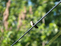 hummingbird free nature desktop wallpaper by Leanne Wildermuth