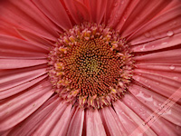Pink gerbera daisy free nature desktop wallpaper by Leanne Wildermuth