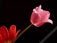 Pink Tulip free nature desktop wallpaper by Leanne Wildermuth