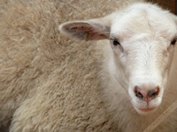 Sheep free nature desktop wallpaper by Leanne Wildermuth