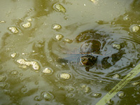 Turtle swimming free nature desktop wallpaper by Leanne Wildermuth