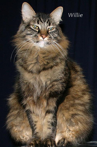 willie cat portrait contest giveaway winner