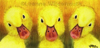 Art Print : Curious Ducklings