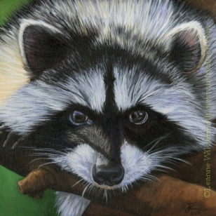 Art Print : Coon